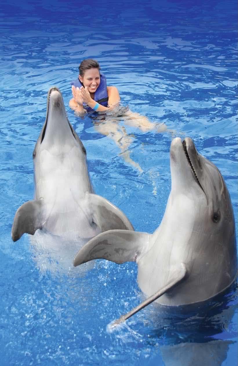 Dolphin Encounter