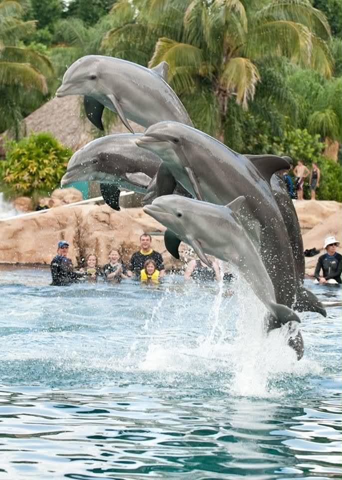 Dolphin Explorer